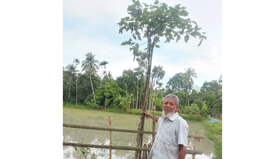 সাতক্ষীরার তালায় ১২ ফুট লম্বা বেগুন গাছ