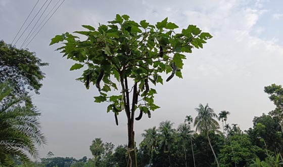 তালায় ১২ ফুট লম্বা বেগুন গাছ, দেখতে মানুষের ভিড়