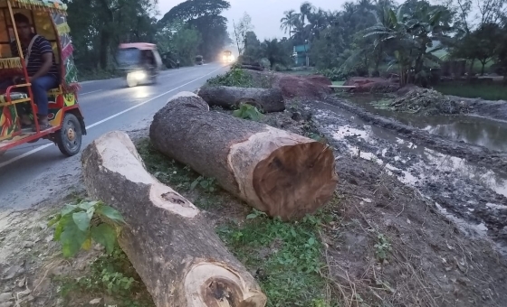 রাজশাহীতে গাছ হত্যা বন্ধে সংশ্লিষ্ট দপ্তরে চিঠি পাঠিয়েছেন সচেতন নগরবাসী