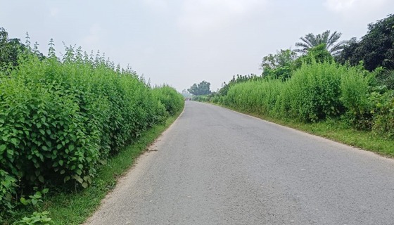 পোরশায় বিভিন্ন সড়কের পাশে ঝোপঝাড়, দুর্ঘটনার শঙ্কা