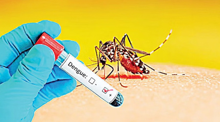 ডেঙ্গুতে ২৪ ঘণ্টায় ঝরল ৩ প্রাণ, ভর্তি ২৩৩ জন