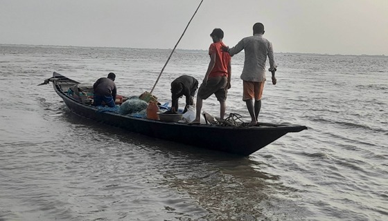 সুজানগরে পদ্মা নদীতে অবাধে ইলিশ শিকার