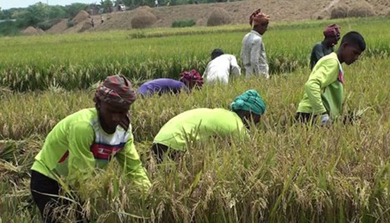 কাহারোলে আগাম ধানে কৃষকের মুখে হাসি