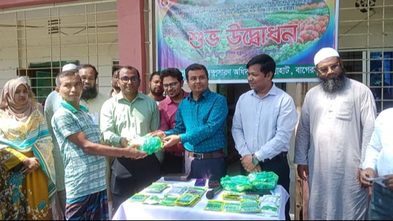 মোল্লাহাটে কৃষকদের মাঝে শীতকালীন সবজি বীজ ও সার বিতরণ