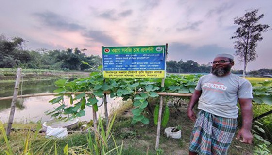 কাহারোলে বস্তায় লাউ চাষ করে কৃষক স্বাবলম্বী