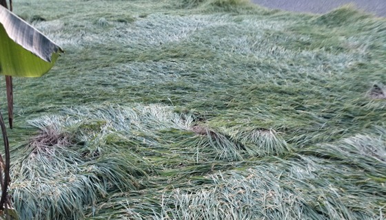 কালীগঞ্জে হেলে পড়েছে ধানের গাছ, কৃষকরা চিন্তিত