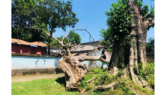 হিলি রেলস্টেশনে ঝুঁকিপূর্ণ গাছ পড়ে ভবনের ক্ষতি