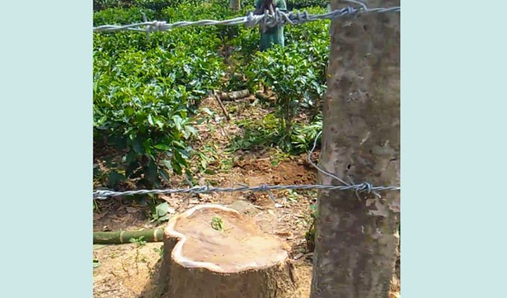 শমশেরনগর চা বাগান থেকে বিলীন হচ্ছে ছায়াবৃক্ষ: পরিবেশের উপর হুমকি