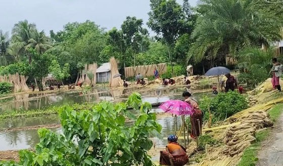 ঝিনাইদহ জেলায় সোনালী আসে কৃষকরা খুশি