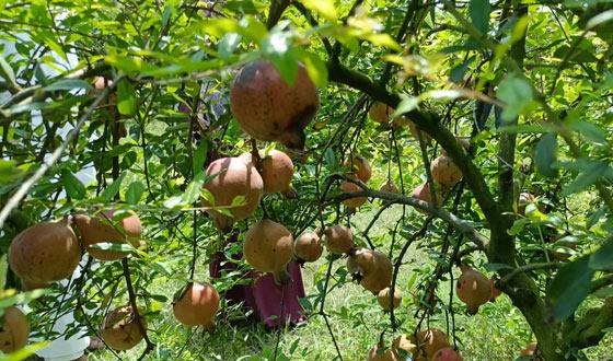 মহেশপুরে আনার বাগান: বিদেশি ফলেই লাখ টাকার সম্ভাবনা