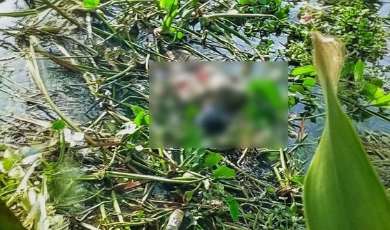 পটুয়াখালীর লোহালিয়া নদী থেকে দুই যুবকের মরদেহ উদ্ধার