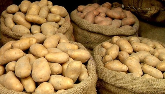 কাহারোল হিমাগারে মজুদ রয়েছে শত শত টন আলু, দাম না থাকায় আগ্রহ হারাচ্ছে চাষী