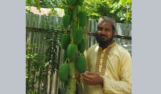 কৃষি উদোক্তা আমিনুল হক সাদীর পেঁপেঁ চাষে সফলতা