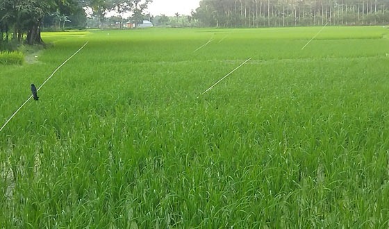 কিশোরগঞ্জে পোকা দমনে পার্চিং কৃষকদের আশার আলো