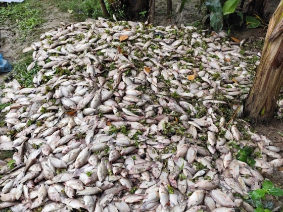 কাপাসিয়ায় পুকুরে বিষ ঢেলে মাছ মেরে ফেলার অভিযোগ