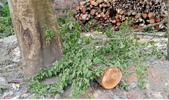 সরকারি গাছ কাটা বন্ধসহ কর্তনকৃত গাছ জব্দ