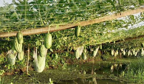 দাকোপে মাচান পদ্ধতির তরমুজ ও সব্জি চাষে সফলতা মিলছে