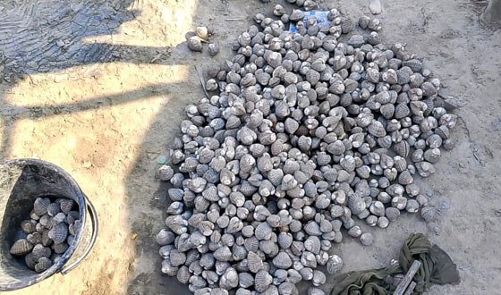 সুন্দরবনে শামুক নিধনে হুমকির মুখে জীববৈচিত্র্য