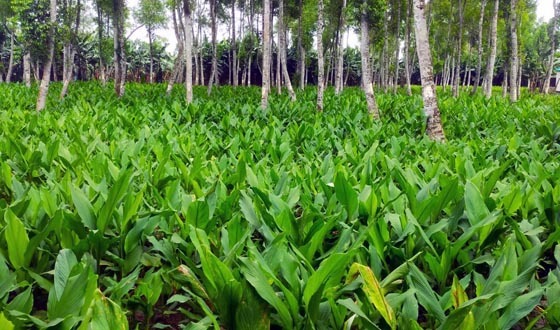 সাথী ফসল হলুদে সুদিনের স্বপ্ন দেখছে টাঙ্গাইলের কৃষকরা