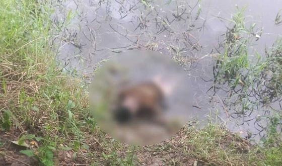 আনোয়ারায় দীঘিতে হাত-পা বাঁধা লাশটি কার?