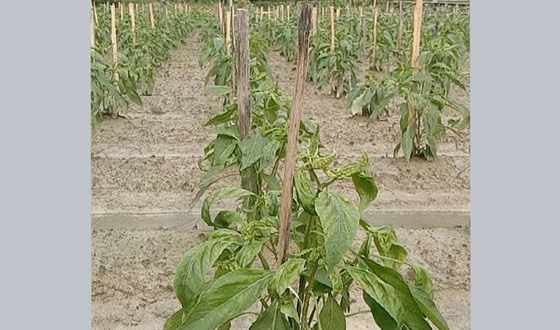 ক্ষেতলালে অজানা রোগে কাঁচা মরিচের গাছ নষ্ট, লোকসানের মুখে কৃষক