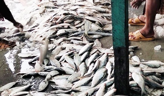 ইলিশের আবাসস্থলে ইলিশ নেই, পরিবেশ বিপর্যয় ও সামুদ্রিক দুর্যোগে কমছে উৎপাদন