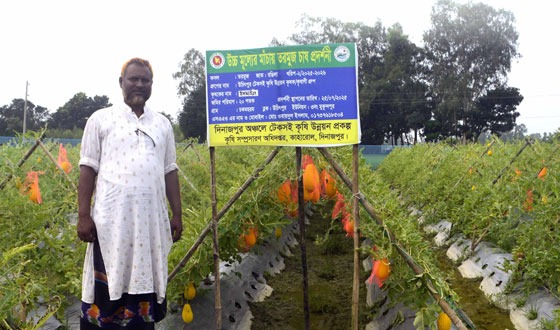 কাহারোলে মাচায় রঙ্গিলা জাতের তরমুজ চাষ