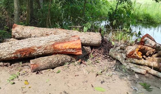 ব্যক্তিমালিকানার গাছ কেটে নেওয়ার অভিযোগ বনবিভাগের বিরুদ্ধে