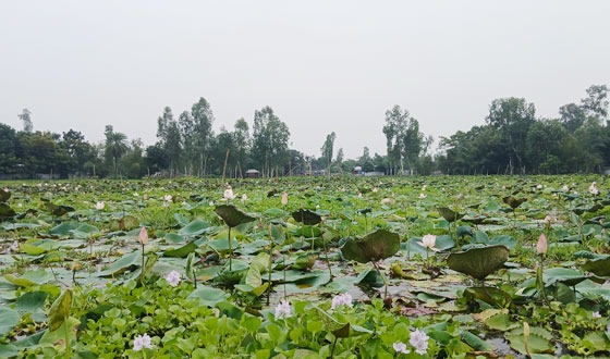 রাজারহাটে চাকিরপশার বিলের পদ্মফুল টানছে ভ্রমন পিপাসুদের