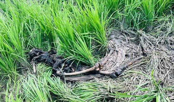 নাসিরনগরে নিখোঁজের ৫ দিন পর কৃষিজমি থেকে কঙ্কাল উদ্ধার