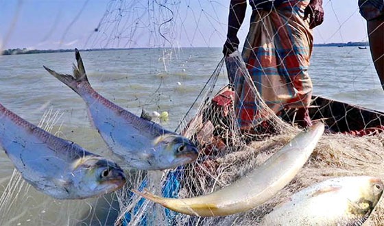 ইলিশ আহরনে আসছে ২২ দিনের নিষেধাজ্ঞা