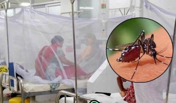 বরিশালে ডেঙ্গু আক্রান্তে তিনজনের মৃত্যু