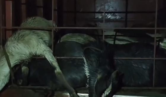 লক্ষ্ণীপুরে বাসের বক্সে দমবন্ধে ৪৫ ছাগলের মৃত্যু, জরিমানা