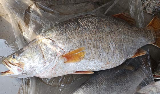 কুয়াকাটায় ধরা পড়ল ২৩ কেজি ওজনের কোরাল মাছ