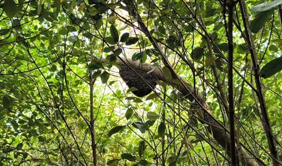 বনদস্যুেদর আতঙ্ক নিয়েই মধু আহরণ করতে যাচ্ছে মৌয়ালরা
