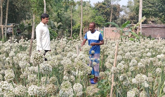 হিলিতে তাহেরপুরী পেঁয়াজ বীজ চাষে লাভের স্বপ্ন বুনছেন কৃষকরা