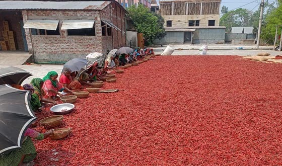 সারিয়াকান্দিতে ২৫ হাজার নারীর কর্মসংস্থানে মুখে হাসি