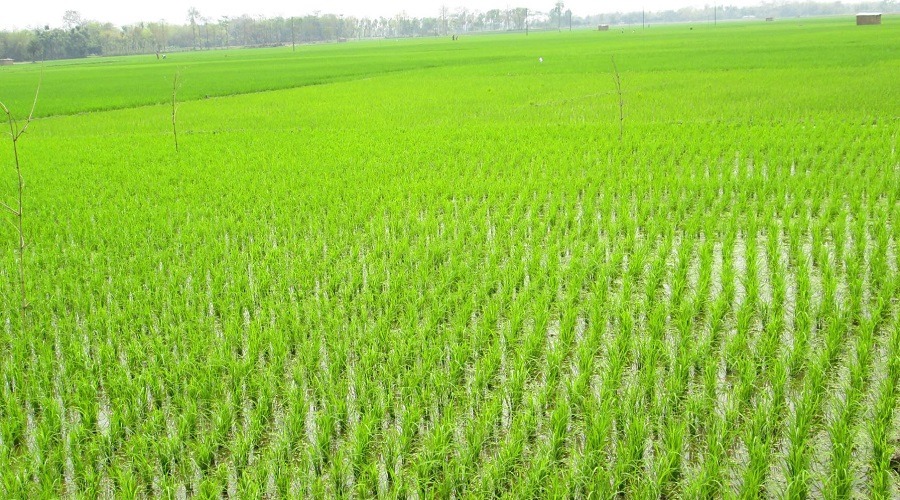 বোরো জমিতে সেচ দিতে ডিজেল পাচ্ছে না কৃষক