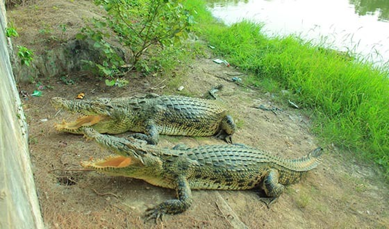 তালতলীর টেংরাগিরি কুমির প্রজনন কেন্দ্র: একটিও বেঁচে নেই