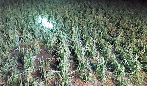 ফুলবাড়ীতে শিলাবৃষ্টিতে আম, লিচু ও ধানের ব্যাপক ক্ষতি,