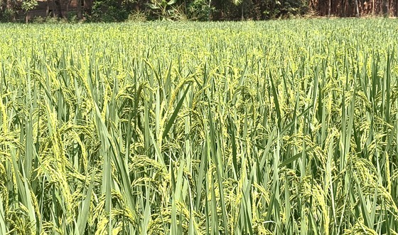 রোবো ধানের বাম্পার ফলনের আশা