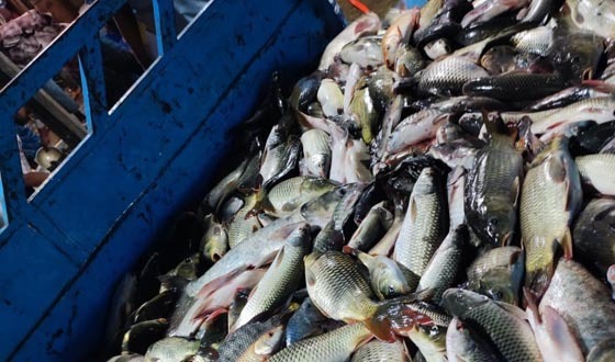 পুকুরে শত্রু পক্ষের বিষ প্রয়োগে ভেসে উঠলো ২০ লক্ষাধিক টাকার মাছ