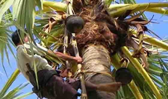 তালগাছ থেকে পড়ে দর্জির মৃত্যু, মোল্লাহাটে শোকের ছায়া