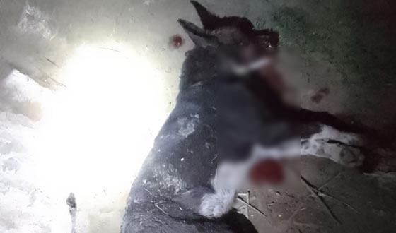 কুকুরের কামড়ে শিশুসহ ২৩ জন আহত, স্বাস্থ্যকেন্দ্রে নেই ভ্যাকসিন