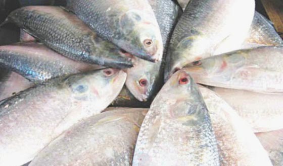 তানোরে গ্রামের মানুষ ভুলতে বসেছে ইলিশের মাছের সাধ