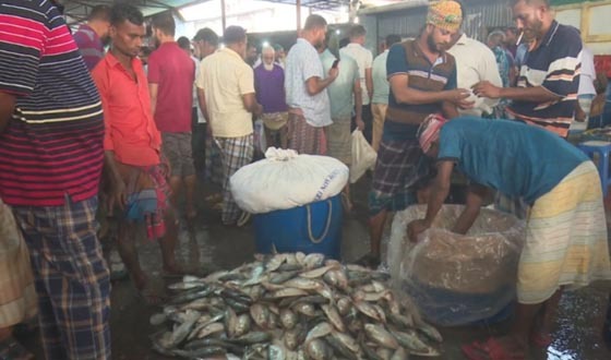 ইলিশ কিনতে এসে মনে হচ্ছে কোনো বিলাসী জিনিস কিনতে এসেছি