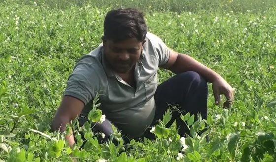 শেরপুরে মটরশুঁটির বাম্পার ফলন, খুশি কৃষক