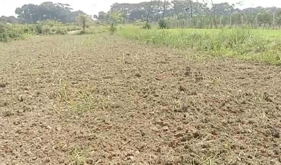 কৃষকের আখক্ষেত নষ্ট, চিনিকলের পক্ষে থানাতে অভিযোগ