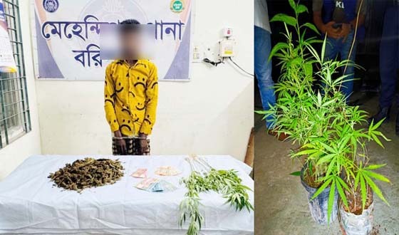 টবের মধ্যে চাষ করা হয় ১৩টি গাঁজা গাছ, অতঃপর