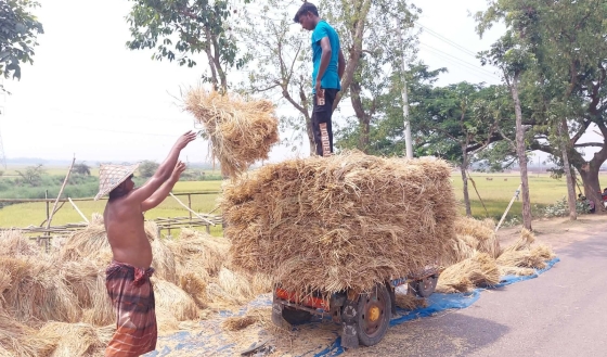 রাজশাহী অঞ্চলে বোরো ধান কাটা শুরু, শ্রমিক সংকটে বিপাকে কৃষকরা